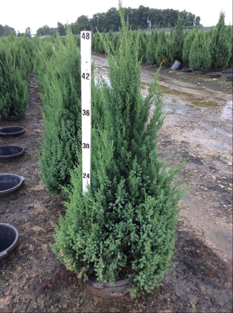 Blue Point Juniper (Juniperus chinensis 'Blue Point') - 3 gallon 24"