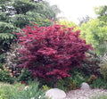 Red Leaf Japanese Maple (Acer palmatum 'Atropurpurea') - 3 gallon 24-30"