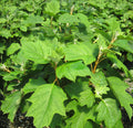 Pee Wee Oakleaf Hydrangea (Hydrangea quercifolia 'Pee Wee') - 2 gallon 10"