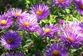 Purple Dome Aster (Aster novi-belgii 'Purple Dome') - 1 gallon