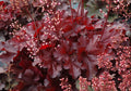 Forever Red Coralbells (Heuchera forever 'Red') - 1 gallon