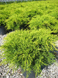 Old Gold Juniper (Juniperus chinensis 'Old Gold') - 3 gallon 12-15"