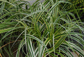Feather Falls Sedge (Carex 'Carex Feather Falls') - 1 gallon