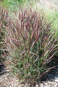 Shenandoah Switch Grass (Panicum virgatum 'Shenandoah') - 2 gallon