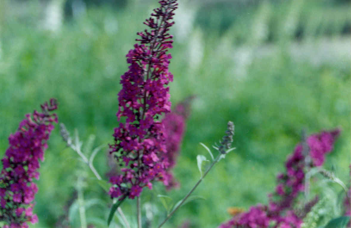 Black Knight Butterfly Bush (Buddleia davidii 'Black Night') - 3 gallon