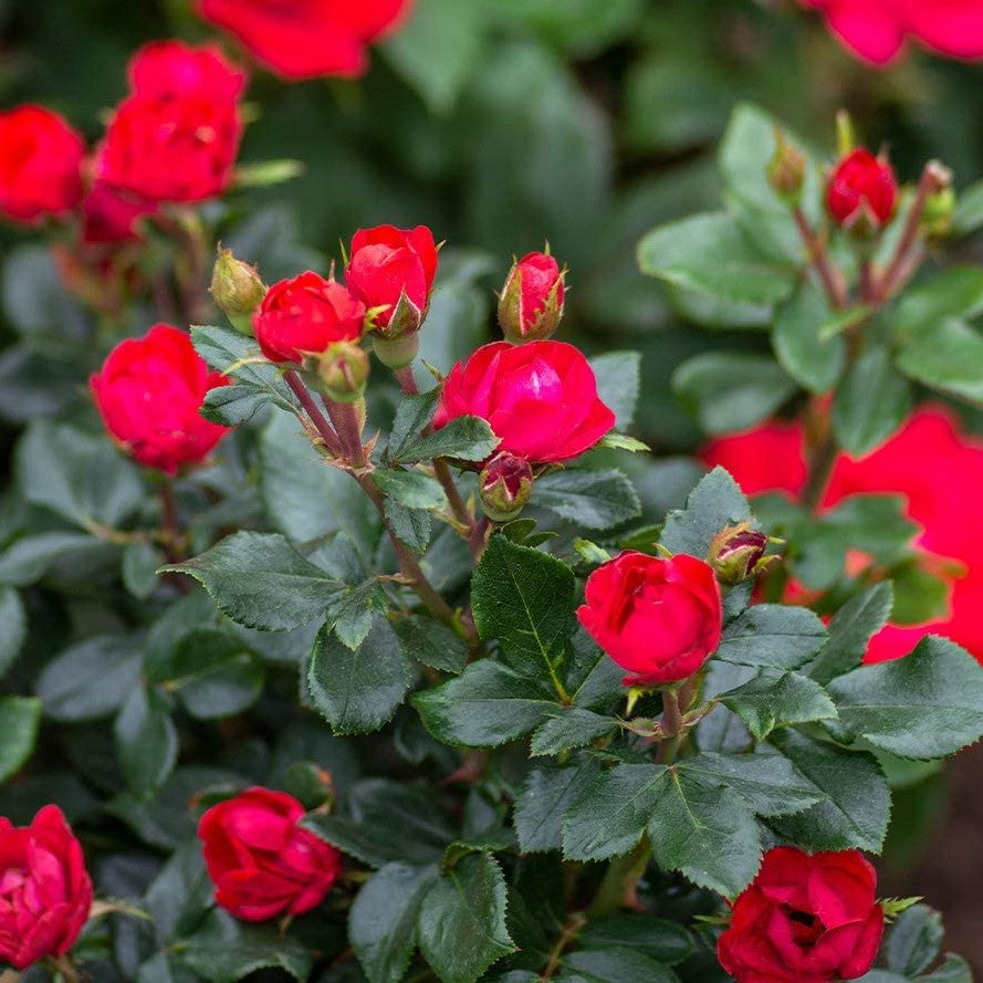 Petite Knock Out® Rose  (Rosa K.O 'Petite') - 1.5 gallon