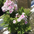 Flame® Pro Baby Doll Garden Phlox (Phlox paniculata 'Flame Pro Babydoll') - 1 gallon