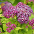 Double Play Dolly® Spirea (Spiraea JAP 'Dbl Play Dolly') - 3 gallon 15"