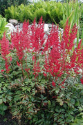 Fanal Astilbe (Astilbe x arendsii 'Fanal') - 1 gallon