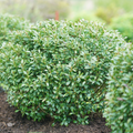 Strongbox® Inkberry holly (Ilex glabra 'Strong Box') - 3 gallon 12-15"