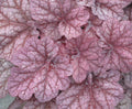 Berry Smoothie Coral Bells (Heuchera 'Berry Berry Smoothie') - 1 gallon