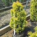 Jantar arborvitae (Thuja occidentalis 'Jantar') - 3 gallon 18"