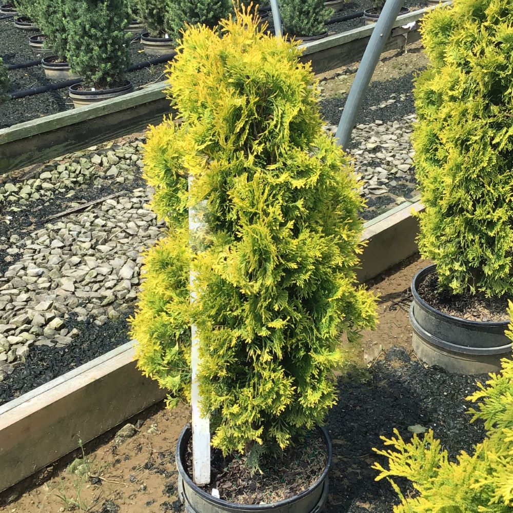 Jantar arborvitae (Thuja occidentalis 'Jantar') - 3 gallon 18"