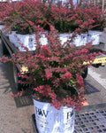Sunjoy® Tangelo™ Barberry (Berberis thunbergii 'Sunjoy Tangelo') - 3 gallon