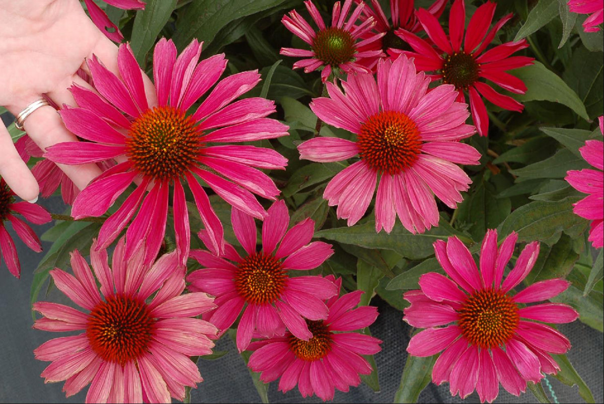 KISMET™ Raspberry Coneflower (Echinacea purpurea 'Kims Knee High') - 3QT