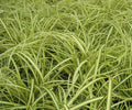Evergold Sedge (Carex oshimenski 'Evergold') - 1 gallon