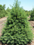 Eastern White Pine (Pinus strobus) - 3 gallon 18"