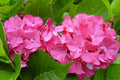 Color Fantasy® Hydrangea (Hydrangea macrophylla 'Color Fantasy') - 1 gallon