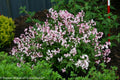 Yuki Cherry Blossom® Deutzia (Deutzia yuki 'Cherry Blossom') - 2 gallon 12"