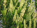 Sixteen Candles Dwarf Summersweet (Clethra alnifolia 'Sixteen Candles') - 3 gallon 15"