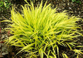 Japanese Forest Grass (Hakonechloa macra 'All Gold') - 1 gallon