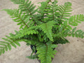 Tassel Fern (Polystichum polyblepharum 'Tassel') - 1 gallon