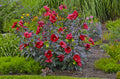 Midnight Marvel Rose Mallow (Hibiscus moscheutos 'Midnight Marvel') - 2 gallon