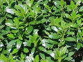 Shamrock Holly (Ilex glabra 'Shamrock') - 3 gallon 15"