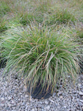 Hameln Fountain Grass (Pennisetum alopecuroides 'Hameln') - 2 gallon