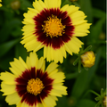 Uptick® Yellow and Red Tickseed (Coreopsis '‘Baluptowed’') - 1 gallon