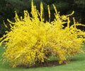 Spring Glory Forsythia (Forsythia x intermedia 'Spring Glory') - 3 gallon 30-36"