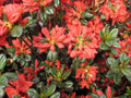 Stewartstonian Azalea (Azalea x 'Stewartstonian') - 3 gallon 15"