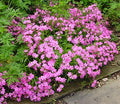 Short and Sweet Wild Pinks / Catchfly (Silene short 'And Sweet') - 1 gallon