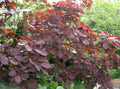Royal Purple Smokebush (Cotinus coggygria 'Royal Purple') - 3 gallon 15"