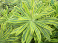 Ascot Rainbow Cushion Spurge (Euphorbia x martinii 'Ascot Rainbow') - 1 gallon