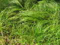 Pennsylvania Sedge (Carex pensylvanica 'Carex Pensylvanica') - 1 gallon