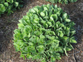 Autumn Joy Stonecrop (Sedum 'Autumn Autumn Joy') - 1 gallon