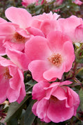 Pink Knock Out® Rose (Rosa K.O 'Radcon') - 3 gallon