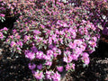 PJM Elite Rhododendron (Rhododendron 'PJM Elite') - 3 gallon 15"
