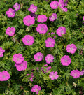 Max Frei Cranesbill (Geranium sanguineum 'Max Frei') - 1 gallon