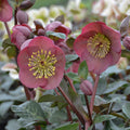 Penny's Pink® Lenten Rose (Helleborus pennys 'Pink') - 1 gallon