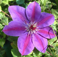 Picardy™ Clematis (Clematis picardy) - 3QT