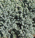 Blue Star Juniper (Juniperus squamata 'Blue Star') - 3 gallon 12"