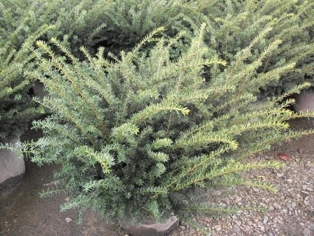 Everlow  Yew (Taxus x media 'Everlow') - 3 gallon 12"
