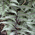 Fern Godzilla Japanese Painted (Athyrium 'Godzilla Painted') - 1 gallon