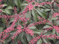 Dorothy Wycoff Andromeda (Pieris japonica 'Dorothy Wycoff') - 3 gallon 12"