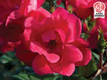 Red Knock Out® Rose (Rosa K.O 'Radrazz') - 1 gallon