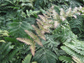 Brilliance™ Autumn Fern (Dryopteris erythrosora 'Brilliance') - 1 gallon