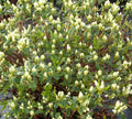 Cascade Azalea (Azalea x 'Cascade') - 1 gallon