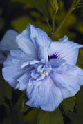 Blue Chiffon® Rose of Sharon (Hibiscus syriacus 'Notwoodthree') - 3 gallon 30"